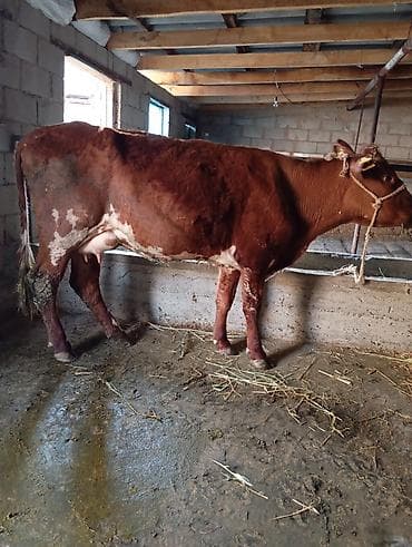 барда для коров: Продаю | Корова (самка) | Полукровка | Для молока — 5