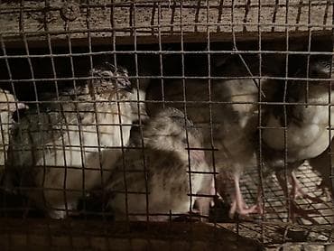 Ветеринар кызматы: Перепела (молодняк, разные окрасы) - Породы/окрасы: дикий (темный — 2