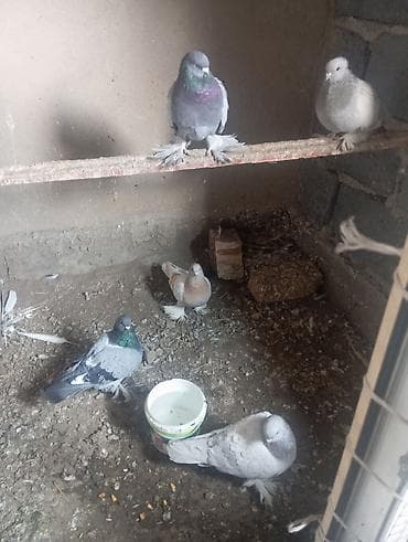 тай бука: Голуби декоративные, порода «мохноногие» (перьевые «валенки» на — 2