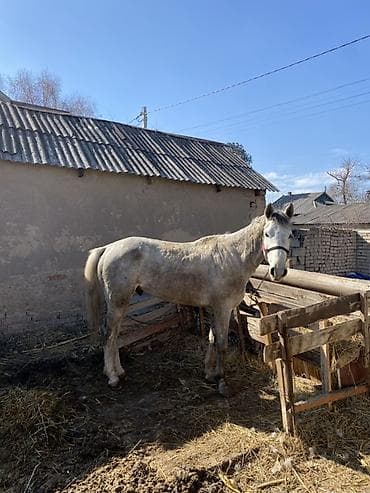 Продаю | Жеребец | Рабочий