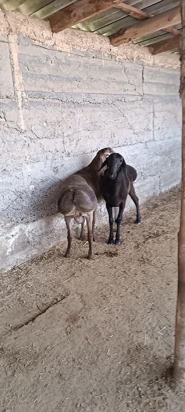 ат алам: Продаю | Баран (самец) | Для разведения — 3