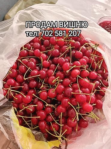 огненный шар: Вишня В розницу — 1