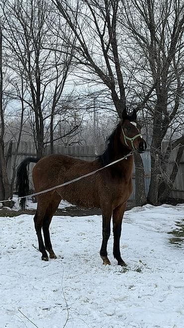 лошадь маленький: Продаю | Жеребец | Для разведения — 7