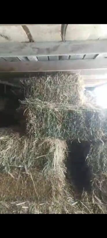 продам формы ульев ппу: Чөп сатылат 800 тюк район Аэропорт — 2