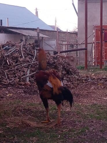 малёк рыбы: Продаю | Куры, Петух | Дакан | Для разведения, Для боев — 7