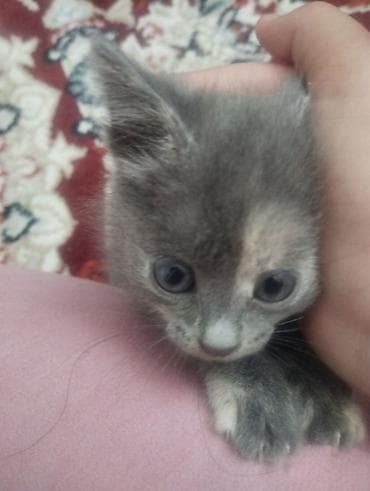 Отдам даром кошку: Кошка даром: Беспородная, 1 месяц, Девочка — 2