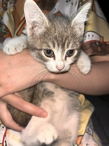 Животные: 3 месяца, Девочка — 1
