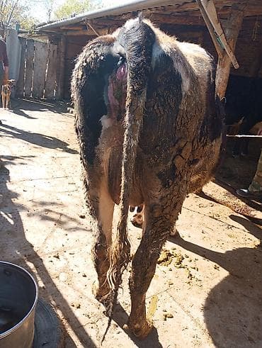 рыбы купить: Продаю | Корова (самка) | Голштин | Для молока | Привязанные — 7