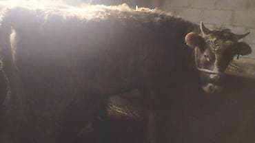 прадаю баран: Продаю | Бык (самец) | Швицкая | На откорм — 2