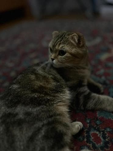 Шотландская вислоухая кошка (Scottish Fold) - Окрас: тигровый/табби с