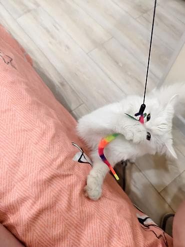 скоттиш фолд кот: Беспородная, 8 месяцев, Девочка, Белый, Кастрирована — 2