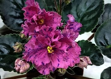 Бөлмө өсүмдүктөрү: Продаю взрослые фиалки 🌺🌺🌺.Цена 350 сом .Нахожусь в районе Тоголок — 10