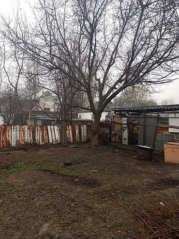 алма көчөт: Продам взрослое дерево грецкого ореха для заготовки древесины/дров — 1