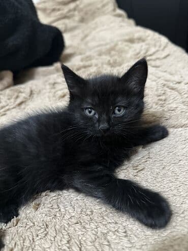 купить вислоухого котенка: Отдам в хорошие руки троих котят один вислоухий — 9