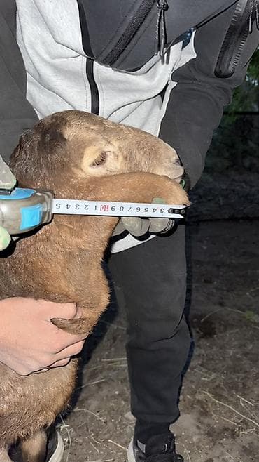 долан овцы: Продаю | Овца (самка), Ягненок, Баран (самец) | Арашан | Для разведения — 10