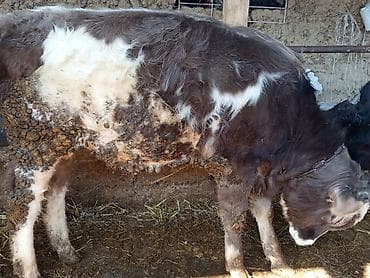 Товары и оборудование для с/х животных: Продаю | Бык (самец) | На откорм | Привязанные — 2