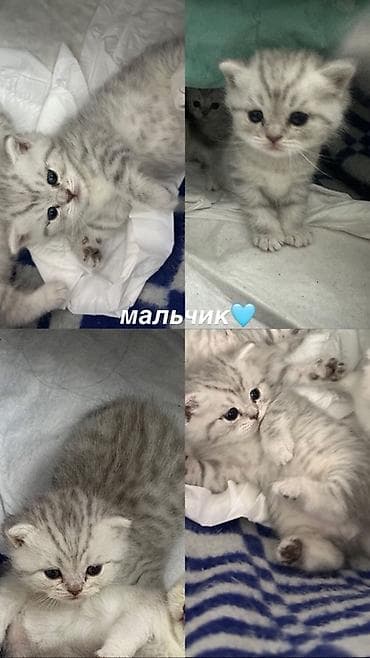 Мышыктар: Скотиш Страйт (Шотландиялык тик кулактуу), 1 айлык, Ургаачы, Күмүш өңдүү шиншилла, Лотокко барууга үйрөтүлгөн — 5