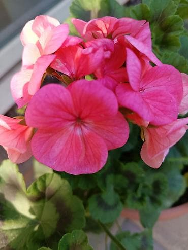 бөлмө гулдору: Уход за растениями! Приходящий флорист! Офис, дом, квартира и тд — 1