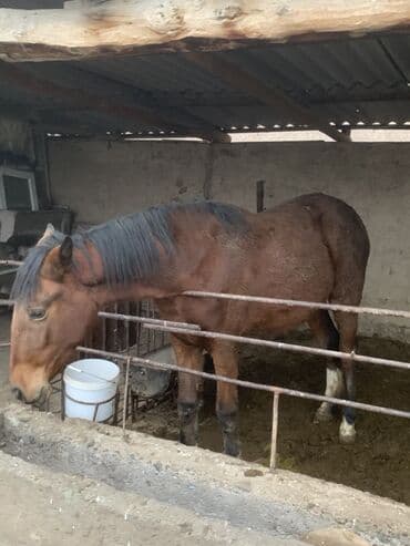 сколько стоит лабрадор собака: Продаю | Жеребец, Кобыла (самка) | Для разведения, Конный спорт, На забой | Племенные — 2