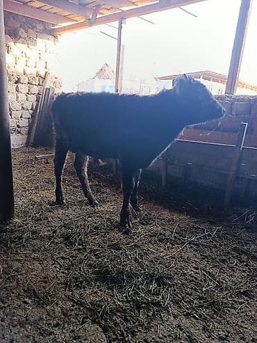 Продаю | Бык (самец), Музоо, торпок