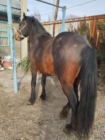 Продаю | Конь (самец) | Для разведения | Племенные
