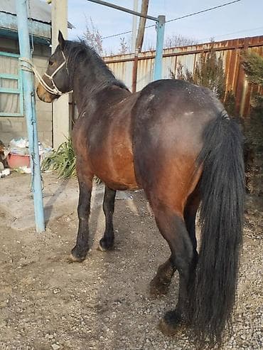 лошади кабыла: Продаю | Конь (самец) | Для разведения | Племенные — 1