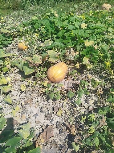 Продукты питания: Тыква мускатная (бутыльная) с огорода Описание: - Сладкая мускатная — 3