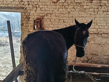 Частное лицо : Лошади, кони, | Откормленные