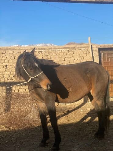 Мышыктар: Сатам | Бээ (ургаачы) | Жумушка | Мерин — 3