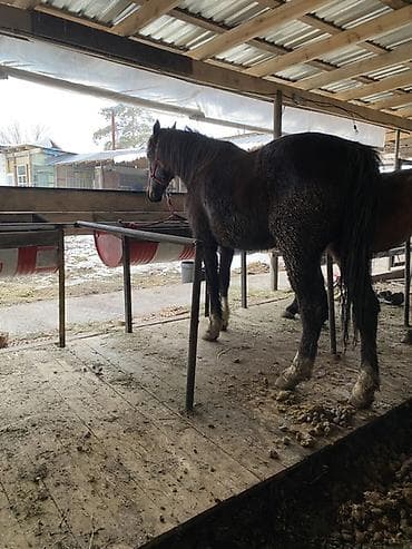 Үй жаныбарлары үчүн товарлар: Сатам | Бээ (ургаачы) | Аргын | Жумушка — 2