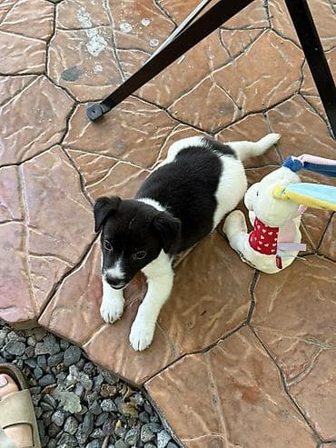 Иттер сатылат: 🐶 Пристраивается щенок только в добрые и ответственные руки. Пол — 2