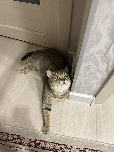 Кошки: Скотиш Страйт (Шотландская прямоухая), 2 года, Мальчик, Золотая шиншилла, Приучена к лотку, С документами, С прививками — 5