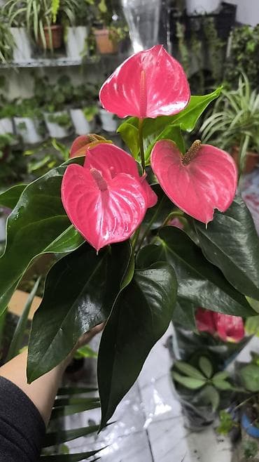 бетонные горшки: Комнатные растения в горшках 1) Фикуc эластика (Робуста) - Компактный — 6