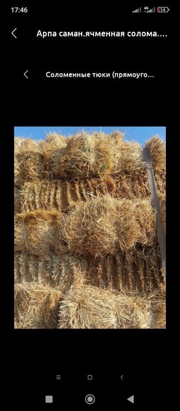 собака долматинец: Саман сатылат, доставка бар - Тип: ячменная солома, прессованная в — 1