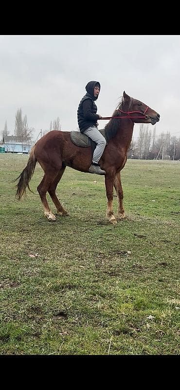 Животные: Продаю | Жеребец | Конный спорт | Осеменитель — 5