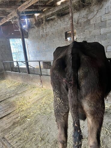 домашняя кошка: Продаю | Тёлка | На откорм | Привязанные — 5