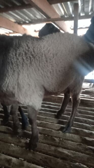 собаку объявления купить: Продаю | Ягненок | Для разведения — 4