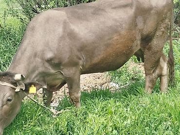 продаю телок: Продаю | Корова (самка) | Швицкая | Для молока | Привязанные — 2