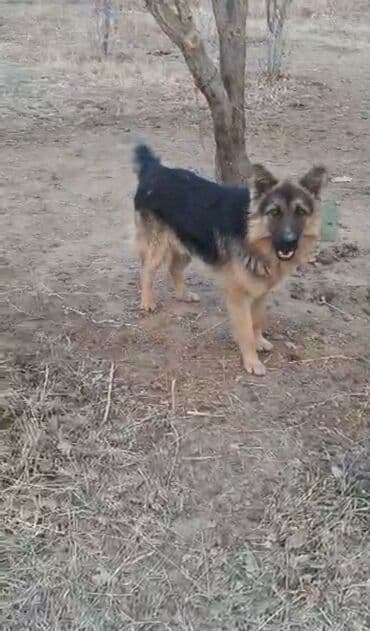 отдам щенка в хорошие руки бишкек: Овчарка, 1 год, Самец, С прививкой — 1