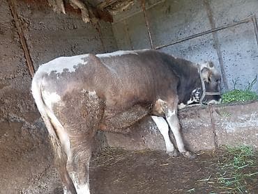 гуси линда: Продаю | Бык (самец) | На откорм | Привязанные — 6