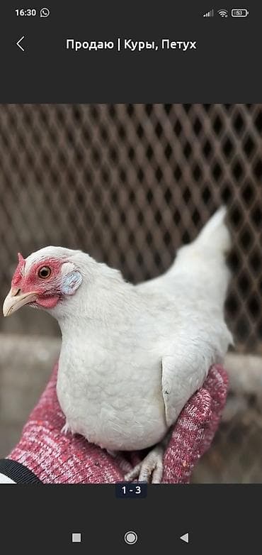 бенгальская кошка цена бишкек: Продаю | Куры | Для разведения — 1