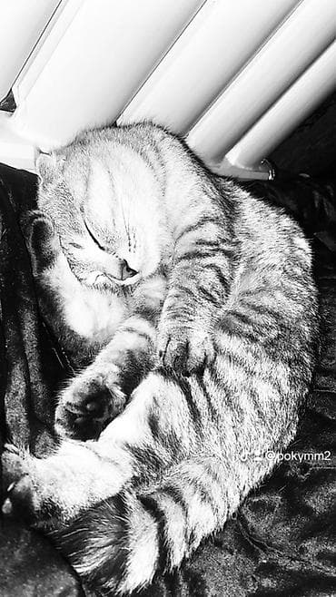 Аквариумдар: Скотиш Фолд (Шотландиялык шалпаң кулак), 1 жаш, Эркек, Боз — 5