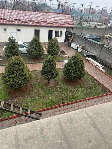 леса купить: Ели декоративные для участка - Порода: ель (садовые формы, плотная — 6