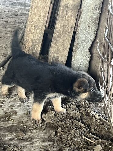 арзан иттер: Срочно продаю Щенки немецкой овчарки возраст один месяц есть один — 1