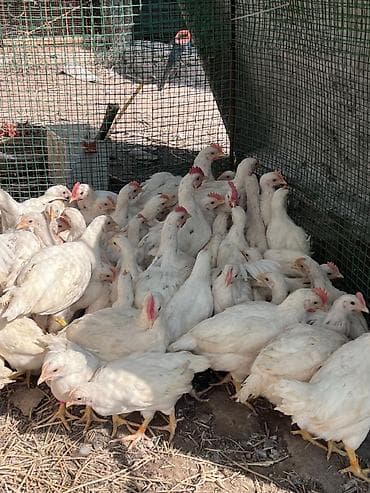 аары ящик: Сатам | Балапандар | Леггорн | Союуга — 2