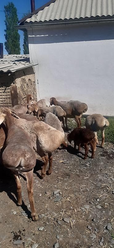 кармушка для баранов: Продаю | Овца (самка) | Для разведения | Матка — 1