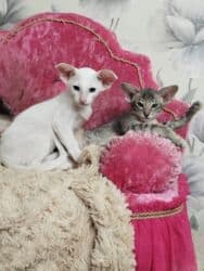 купить породистых котят: Ориентальная, 2 месяца, Мальчик, Белый, Приучена к лотку, Проглистована, С документами — 2