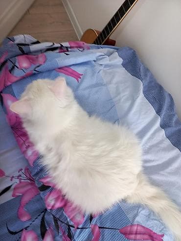 турецкая ангора: Кошка даром: Ангорская, 1 год, Мальчик, Кастрирована — 2