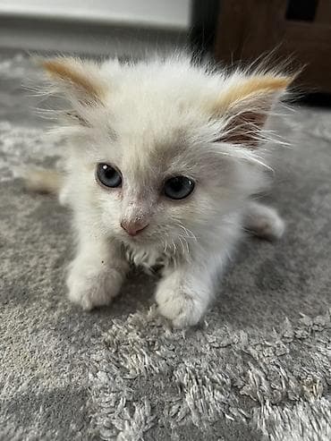 Мышыктар: Отдаём в добрые руки котенка!!! Связи с переездом. Пушистый котёнок с — 1