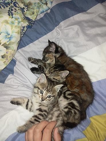 домашний кошка: Очаровательные домашние котята из одного помёта. - Окрас — 4